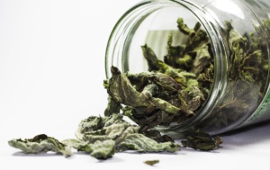 HERBS