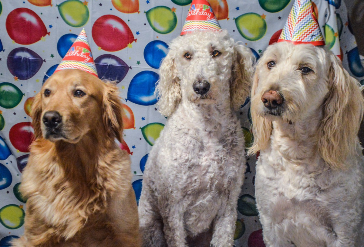 How to Prepare Your Dog’s Birthday Party