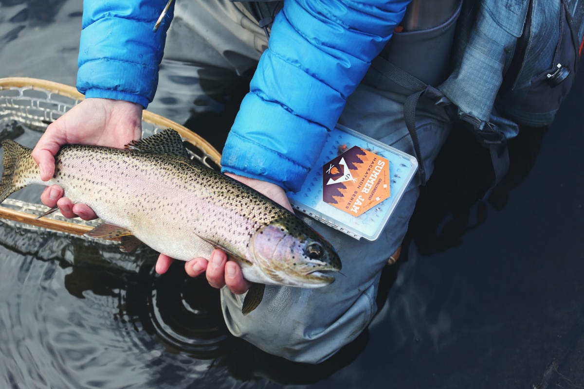 Importance of Your Fishing License for Marine Life Conservation